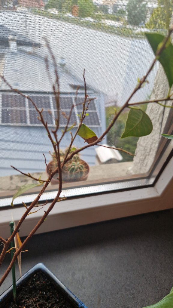 bonsai2