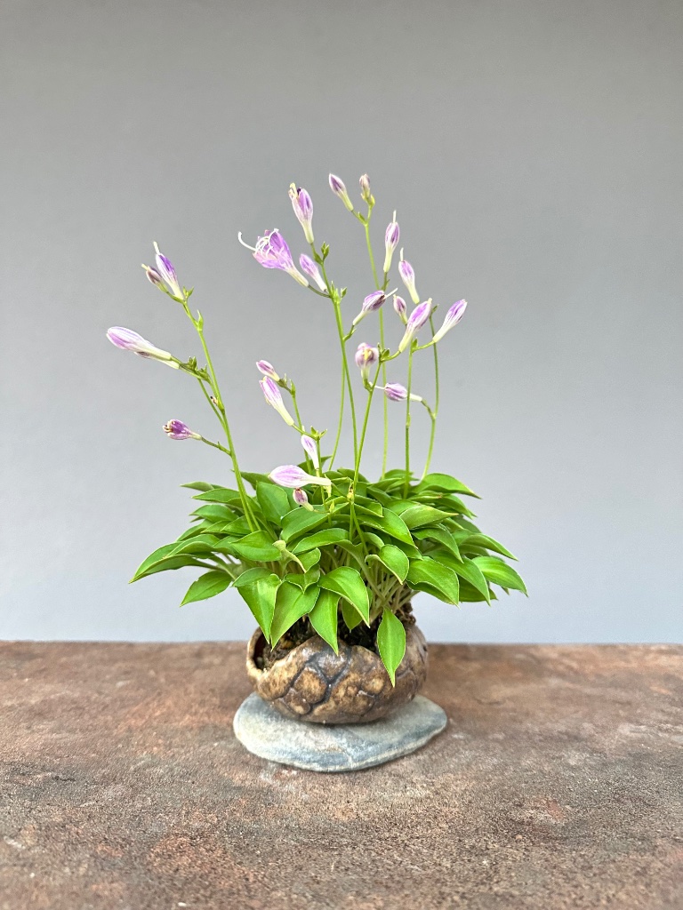 diese Hosta war einige Jahre in einer sehr kleinen Schale, die leider durch Frost und Wurzeldruck gebrochen ist. Die neue Schale ist ebenso knapp gewählt um die Proportionen klein zu halten