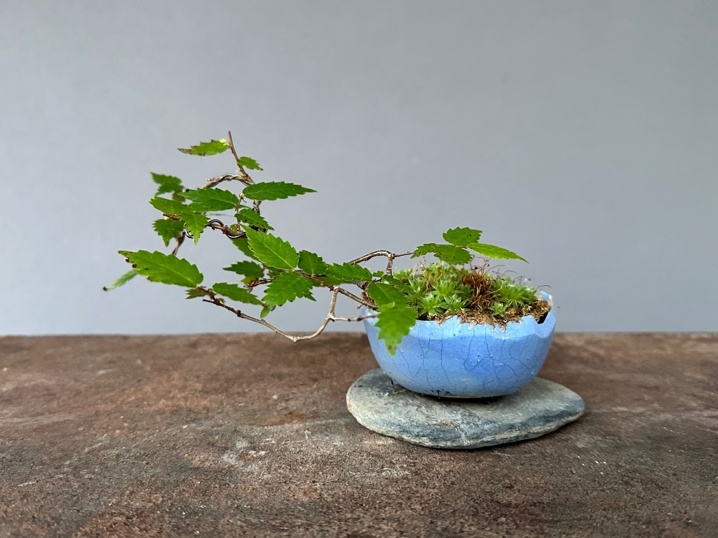 noch eine Zelkova serrata