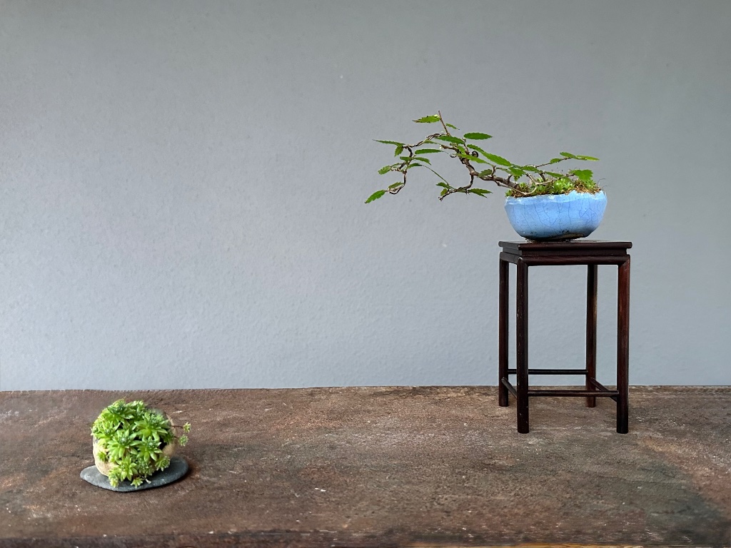 mal ein Versuch als Präsentation. Gar nicht leicht einen passenden Beisteller zu finden. Hier paßt es nicht gut zusammen. Die Schale der Zelkova steht auch nicht gerade, weil unten keine Füße sind