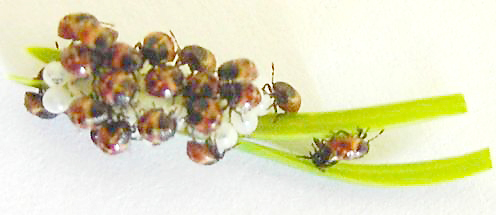 clipboard01_521.jpg