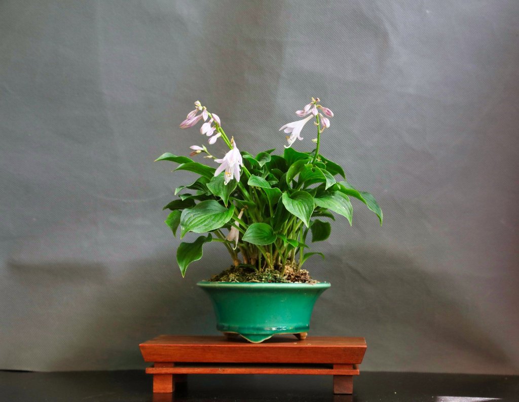 Hosta Devon green