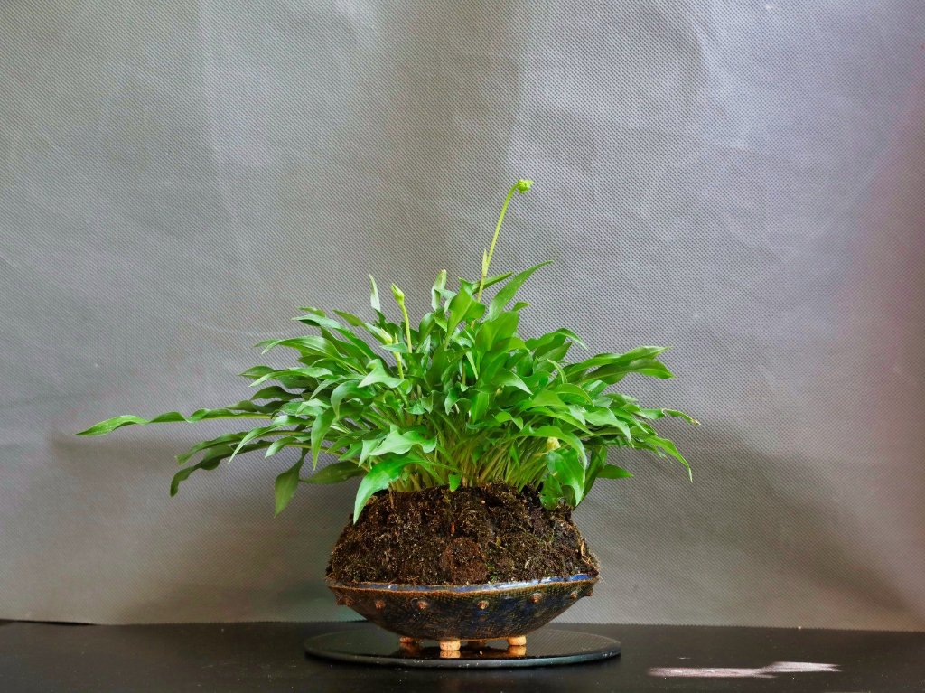 Hosta Harry van Trier