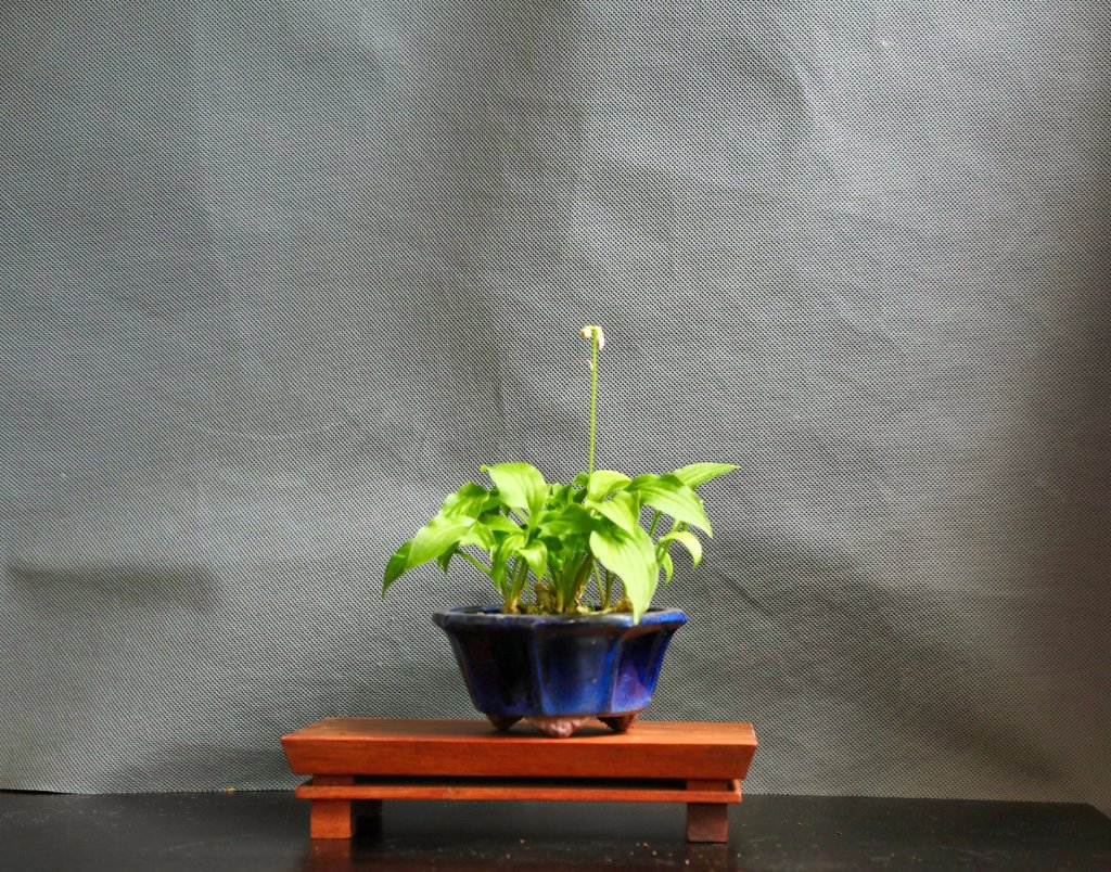 Hosta Plug nickel