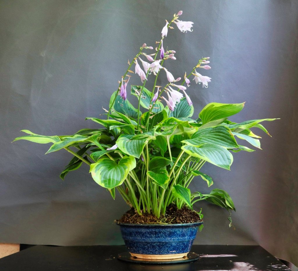 Hosta Parkys prize