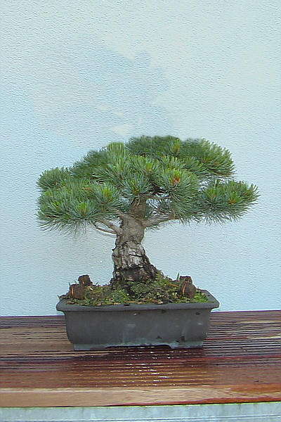 Herbis_Bonsai.JPG