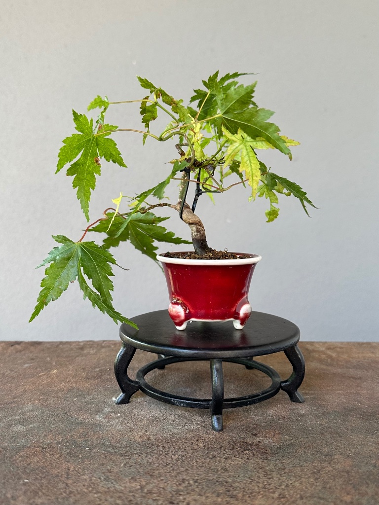 15. 8. 2026: kleiner Palmatum mit Draht-Vorgeschichte. Der Weg ist noch offen.