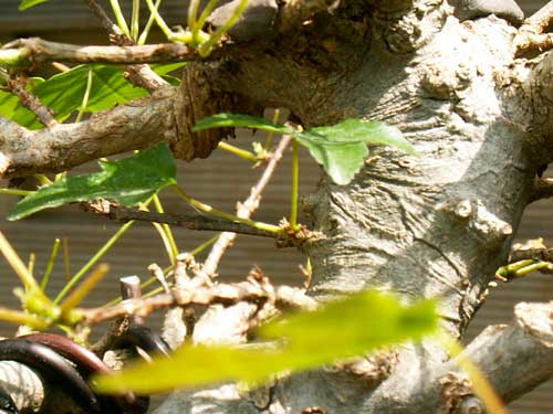 schwache Bereiche werden mit Laub belassen