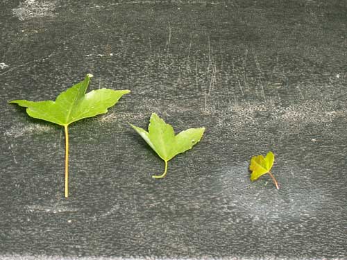 Der Grund für den Blattschnitt hier ist der Aufbau einer perfekten Feinverzweigung und die reduktion der Blattgröße. Von links nach rechts: der "beschnittene" Baum, von einem den ich schon länger habe und der deutlich kürzere Blattstiele und eine kleiner
