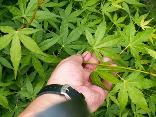 ...beim Palmatum. Hier einer der im Beet dicker werden soll. Aber vorsicht! Die Blätter sind deutlich fester am Stiel und der Blattstiel reißt gerne mit ab