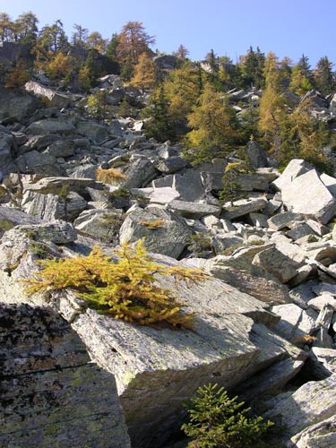 Sammelgebiet-mit-Fichten,-L.jpg