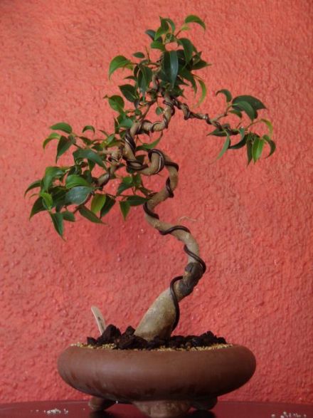 Ficus Literat_BFF.jpg