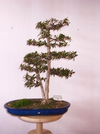 Satsuki Azalee 0705.jpg
