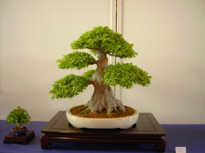 PICT2481.jpg