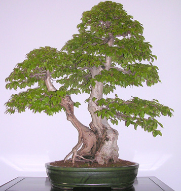 carpinus_07.JPG