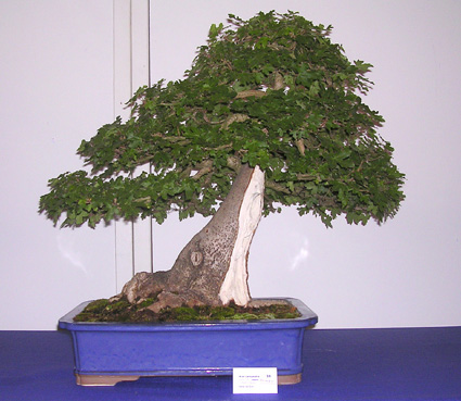 acer_07II.JPG