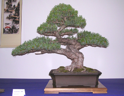 pinus_07.JPG