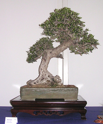 olive_07.JPG