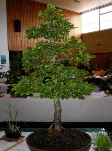 Hainbuche