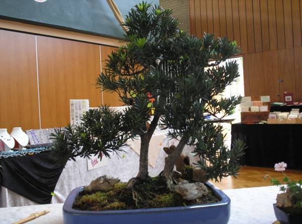jap. Steineibe