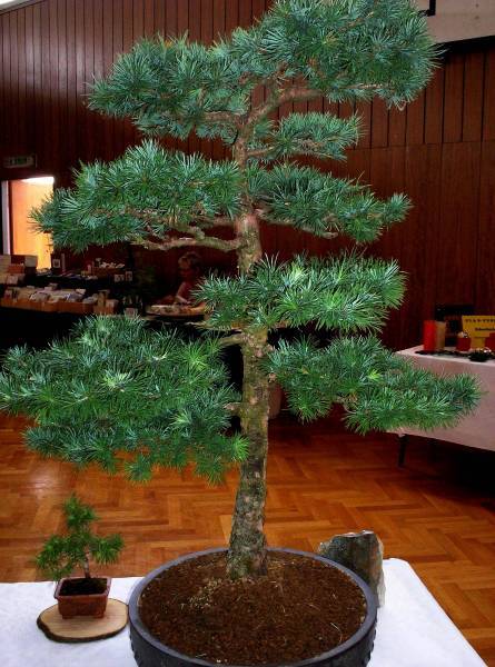 Larix decidua