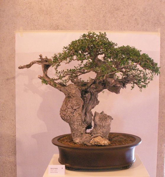 new_PICT2002.jpg