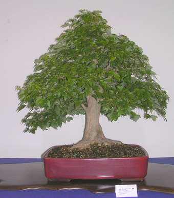 acerX_07.JPG