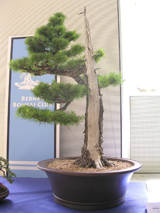 pinusXIII_07.JPG