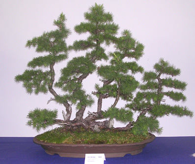 larixX_07.JPG