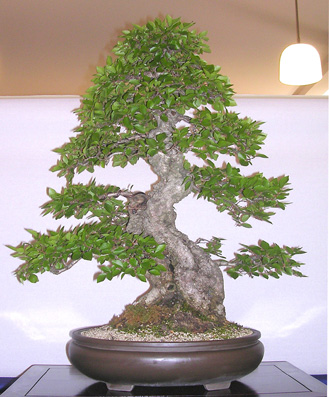 carpinusX_07.JPG