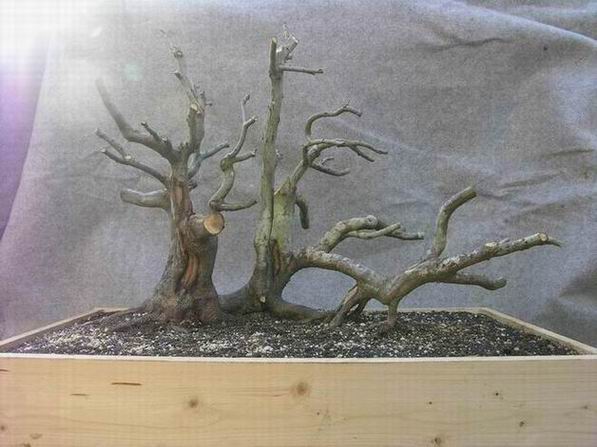 Carpinus Anfang April.JPG