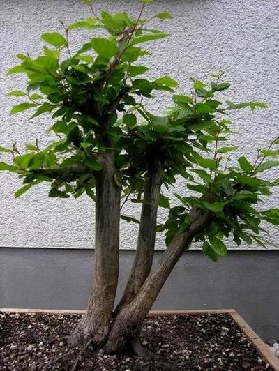 Carpinus 3fach total.JPG