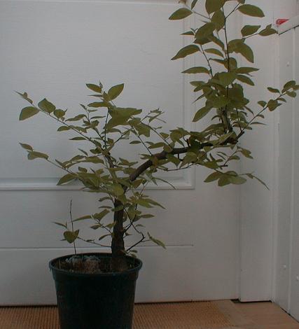 Frühling 06