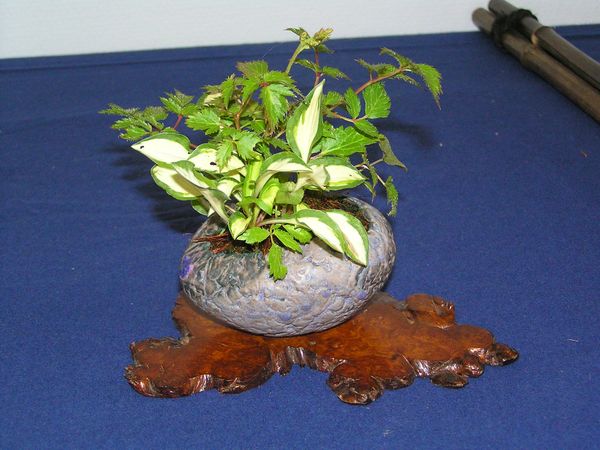 neue Bilder 464 Beisteller Hosta und Zwerggeißbart.jpg