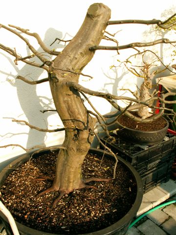 bonsai 11.4.07 010.jpg