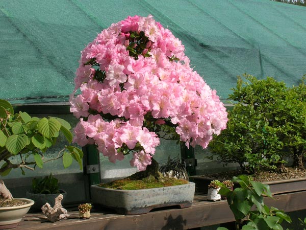 DSCN2590Azaleenblüte.jpg