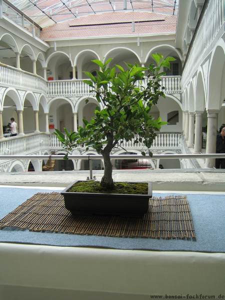 IMG_2885.JPG