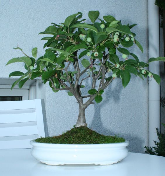 Apfel Früchte.JPG