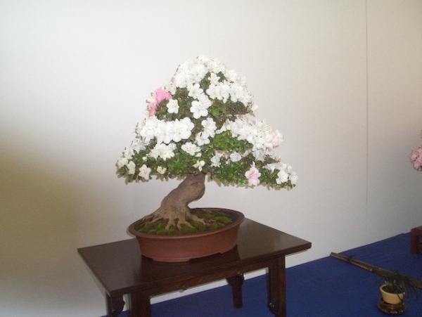 CIMG1984a.jpg