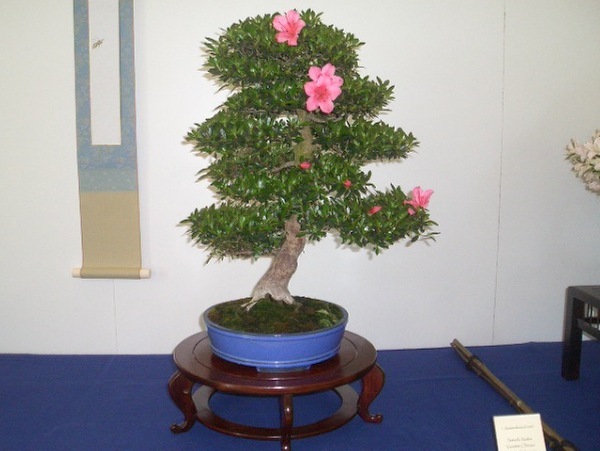 CIMG1991a.jpg