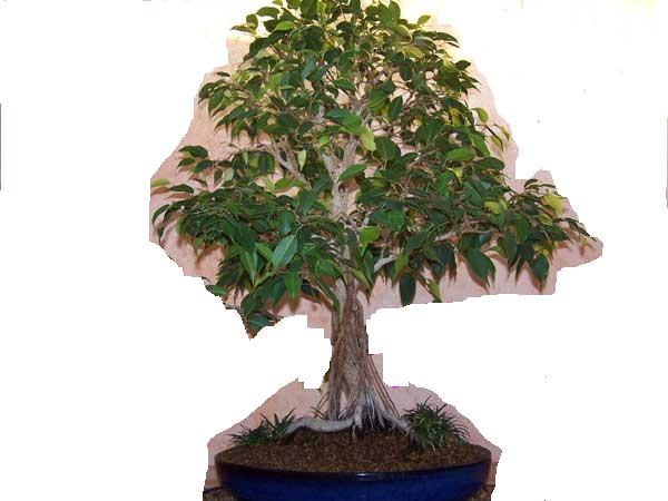ficus tanuki.jpg
