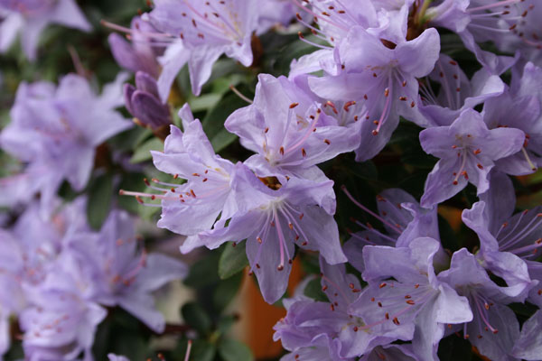 azalee-blüten.jpg