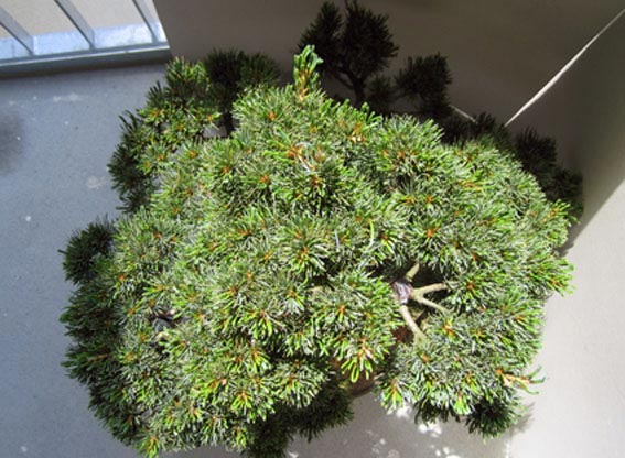 Krone