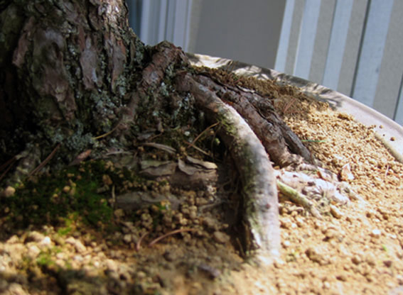 Nebari ca. 20 cm