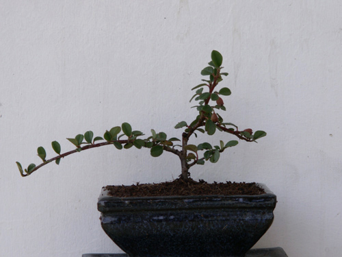 7 cm ab schalenkante