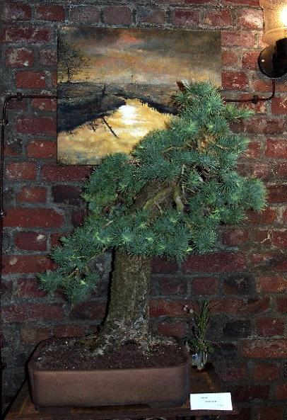 larix4.JPG