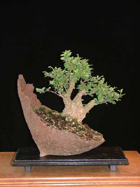 Berberis thunbergii