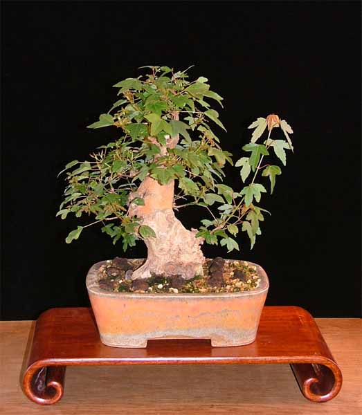 Acer buergerianum, heute am 12.6.07, Schale Horst Heinzlreiter