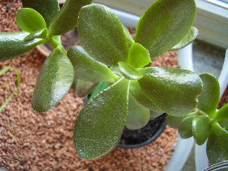 Crassula