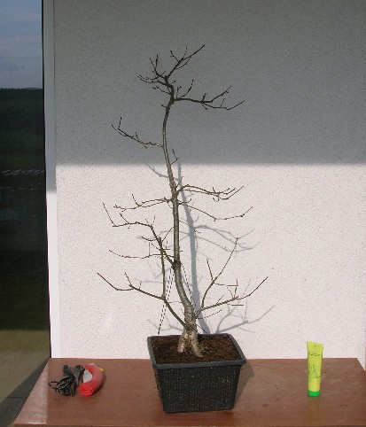 Die Eiche ungeschnitten